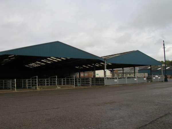 Melton Cattle Market