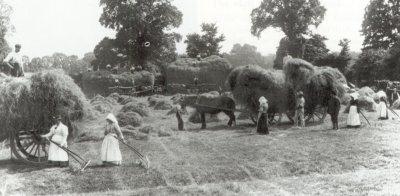 Harvesting in Somerset c.1900